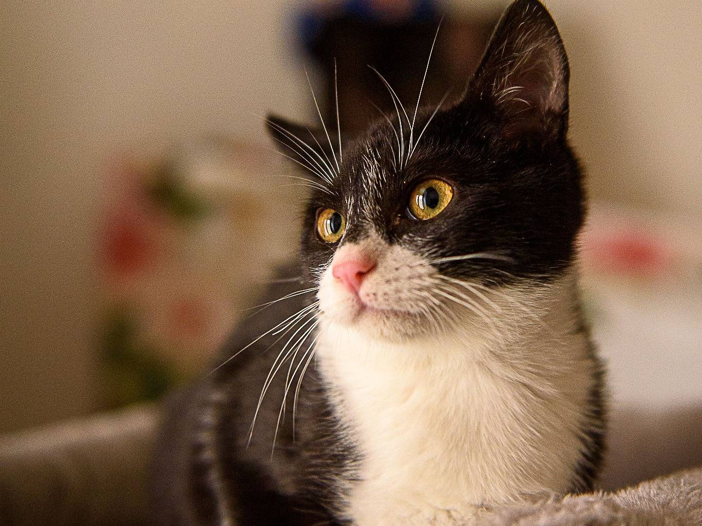 Adotta un gatto, taglia non valida, femmina, Genova