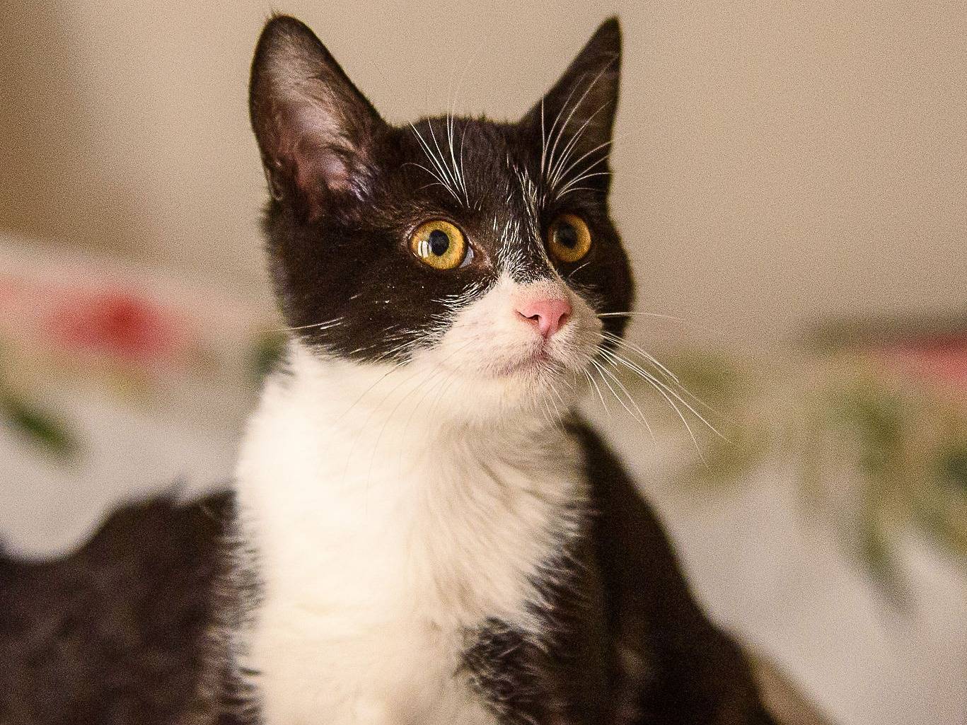 Adotta il gatto Belle a Genova