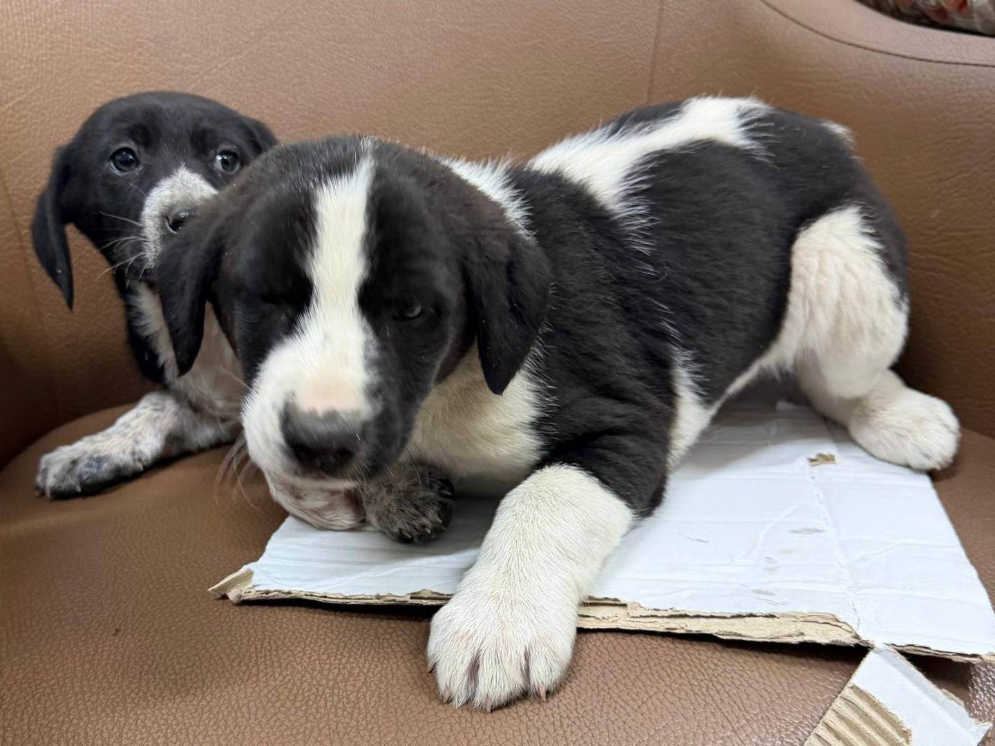 Adozione cane, maschio, Razza sconosciuta Razza sconosciuta, 2 mesi, taglia media, Crotone