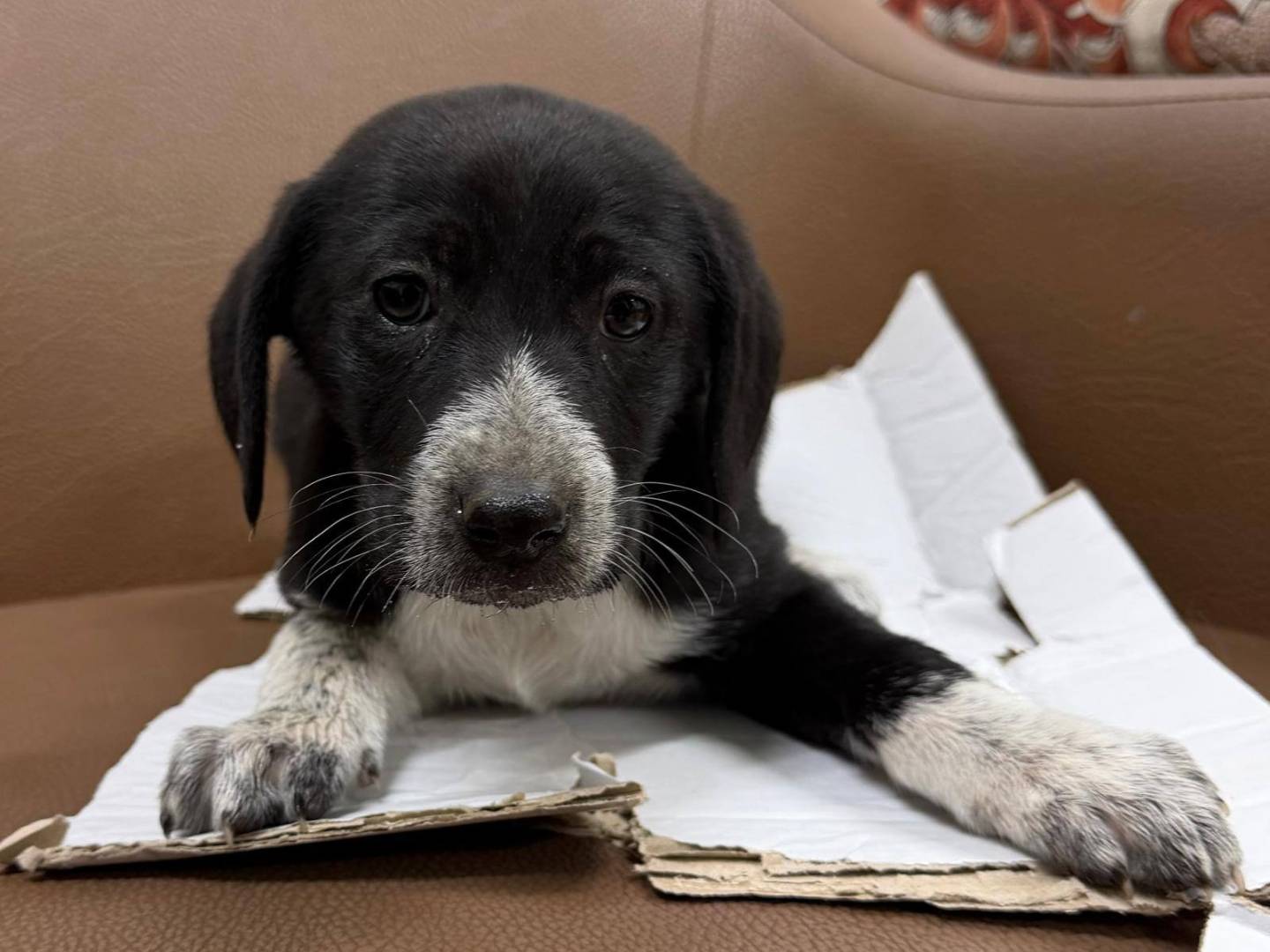 Adozione cane, femmina, Razza sconosciuta Razza sconosciuta, 2 mesi, taglia media, Crotone