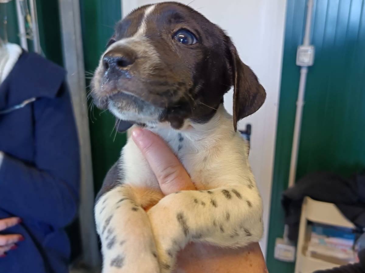 Adozione cane, femmina, Razza sconosciuta Razza sconosciuta, 1 mesi, taglia media, Pisa