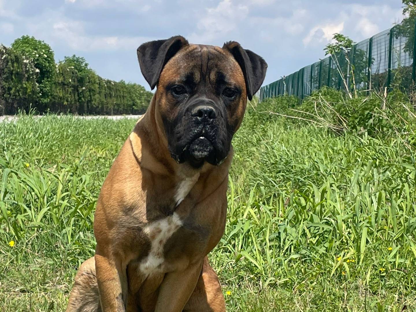 Adozione cane, maschio, Corso Razza sconosciuta, 1 anno e 4 mesi, taglia grande, Pavia