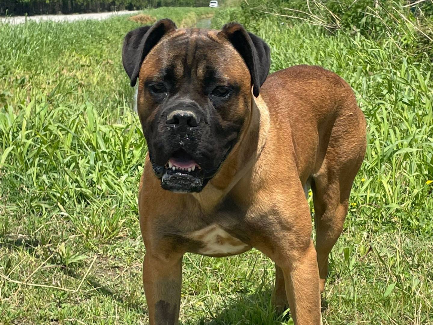 Adotta un cane, maschio, 1 anno e 4 mesi, Pavia