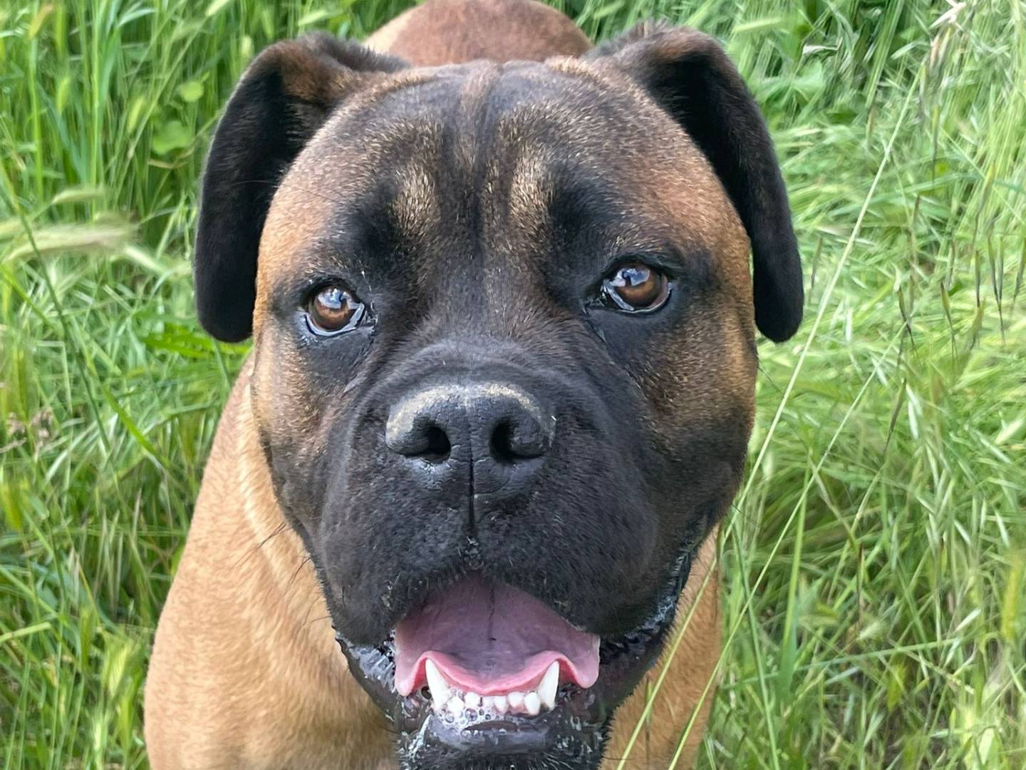 Adotta un cane, taglia grande, maschio, Pavia