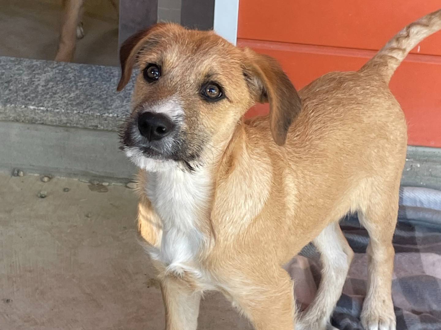 Adozione cane, maschio, Razza sconosciuta Razza sconosciuta, 5 mesi, taglia media contenuta, Pavia