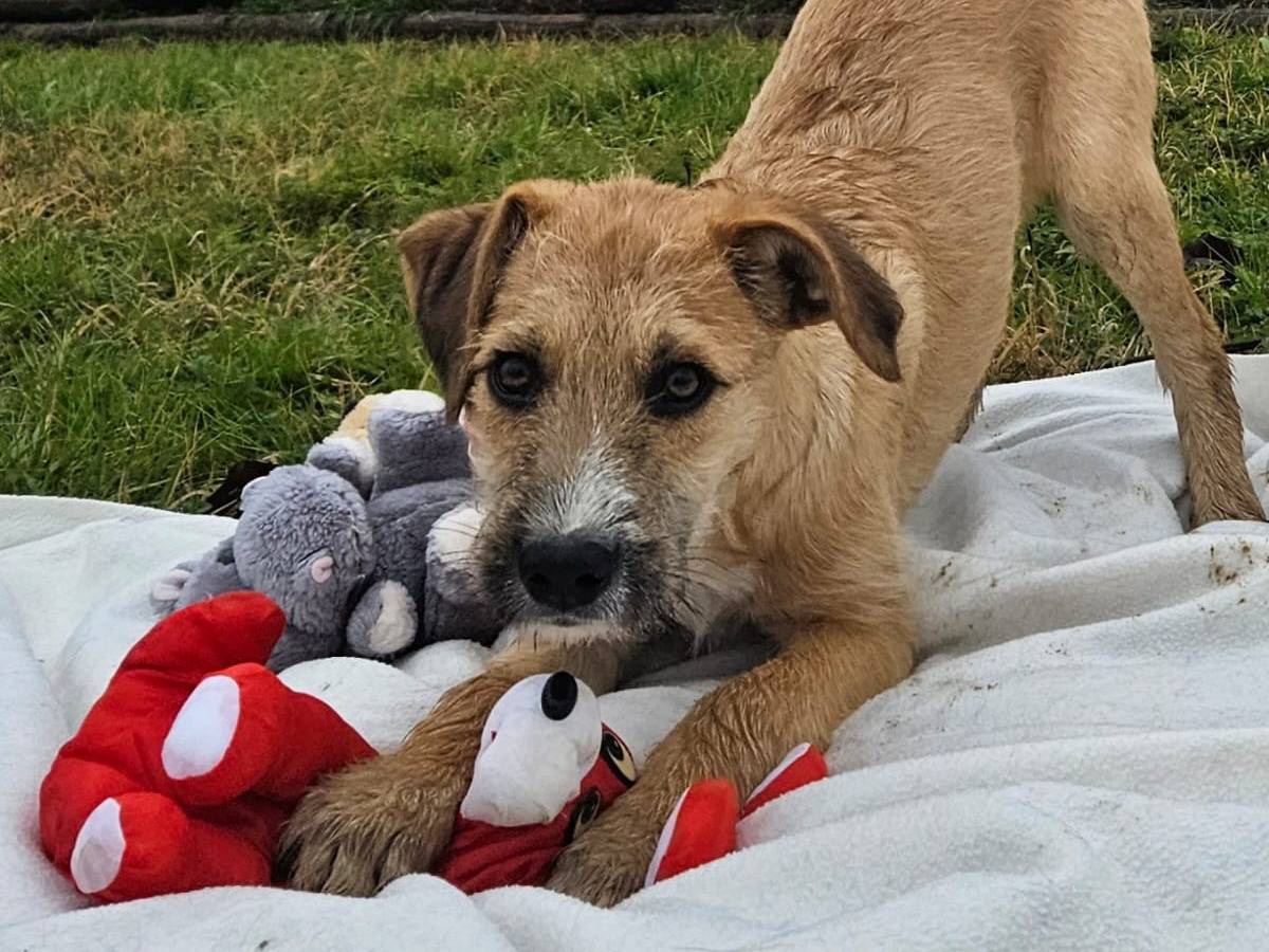 Adotta un cane, maschio, 5 mesi, Pavia