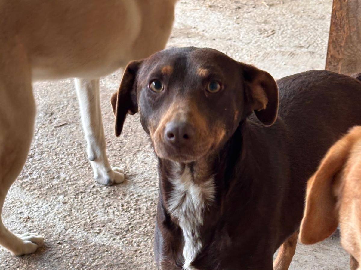 Adozione cane, femmina, Razza sconosciuta Razza sconosciuta, 1 anno e 7 mesi, taglia media contenuta, Ragusa