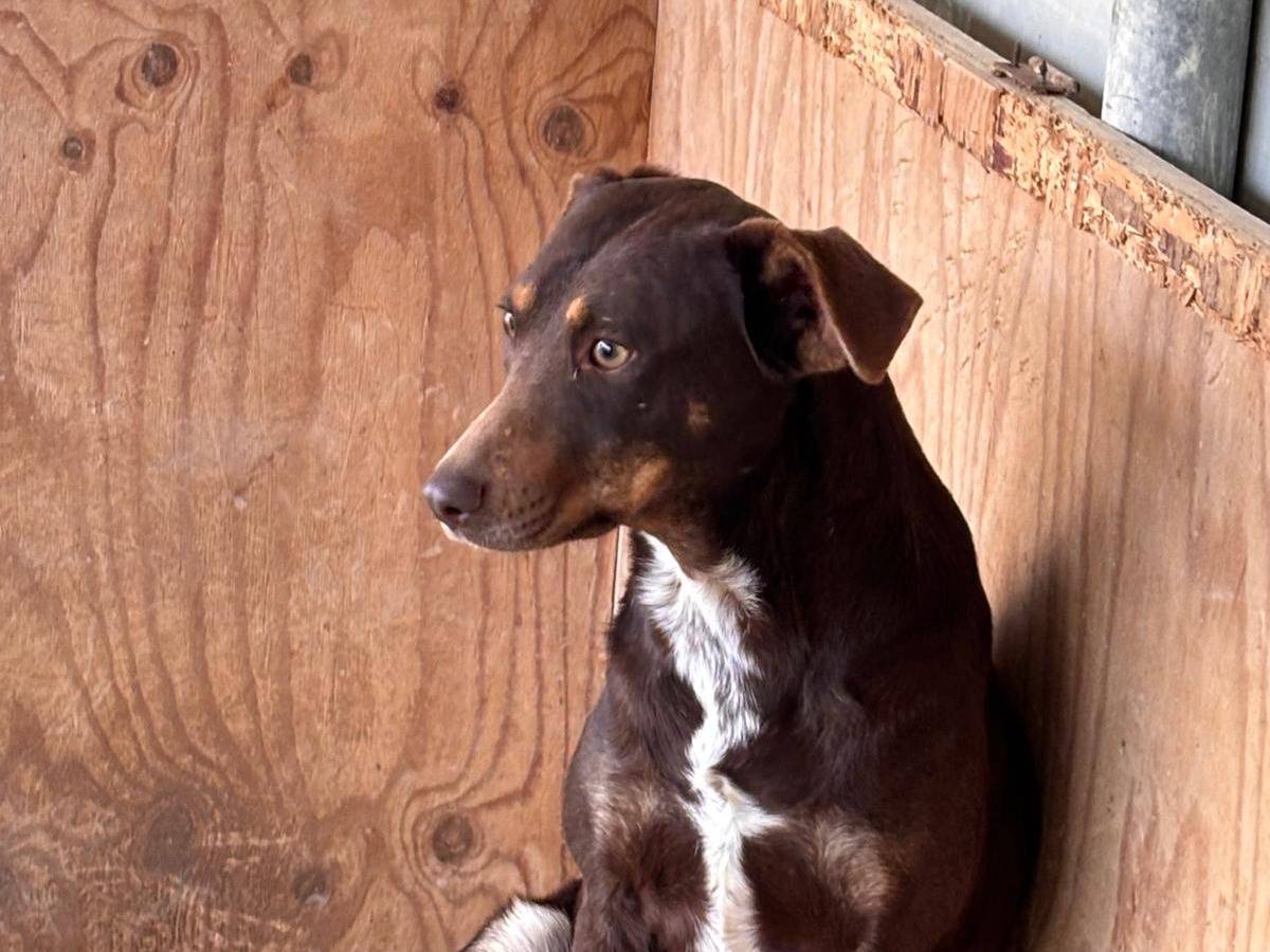 Adotta un cane, femmina, 1 anno e 7 mesi, Ragusa