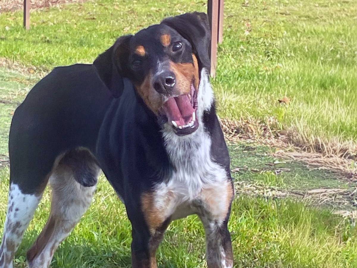 Adozione cane, maschio, Razza sconosciuta Razza sconosciuta, 11 mesi, taglia media contenuta, Pavia