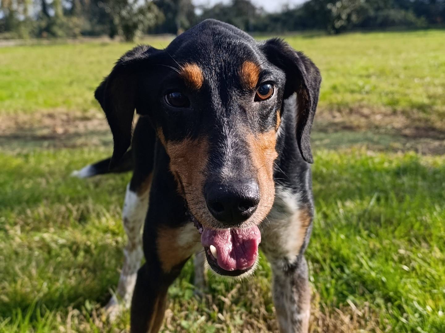 Adotta un cane, maschio, 11 mesi, Pavia