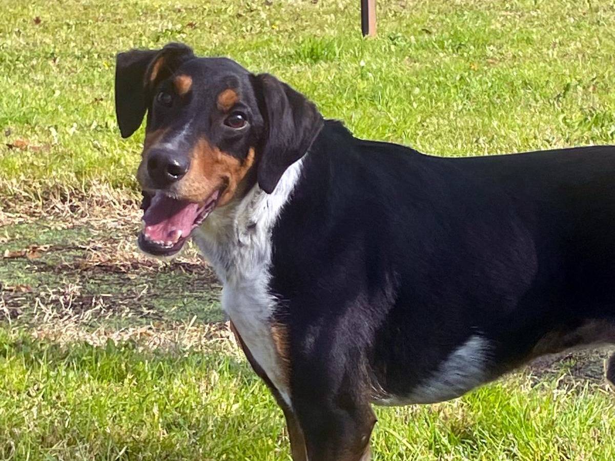 Adotta un cane, taglia media contenuta, maschio, Pavia