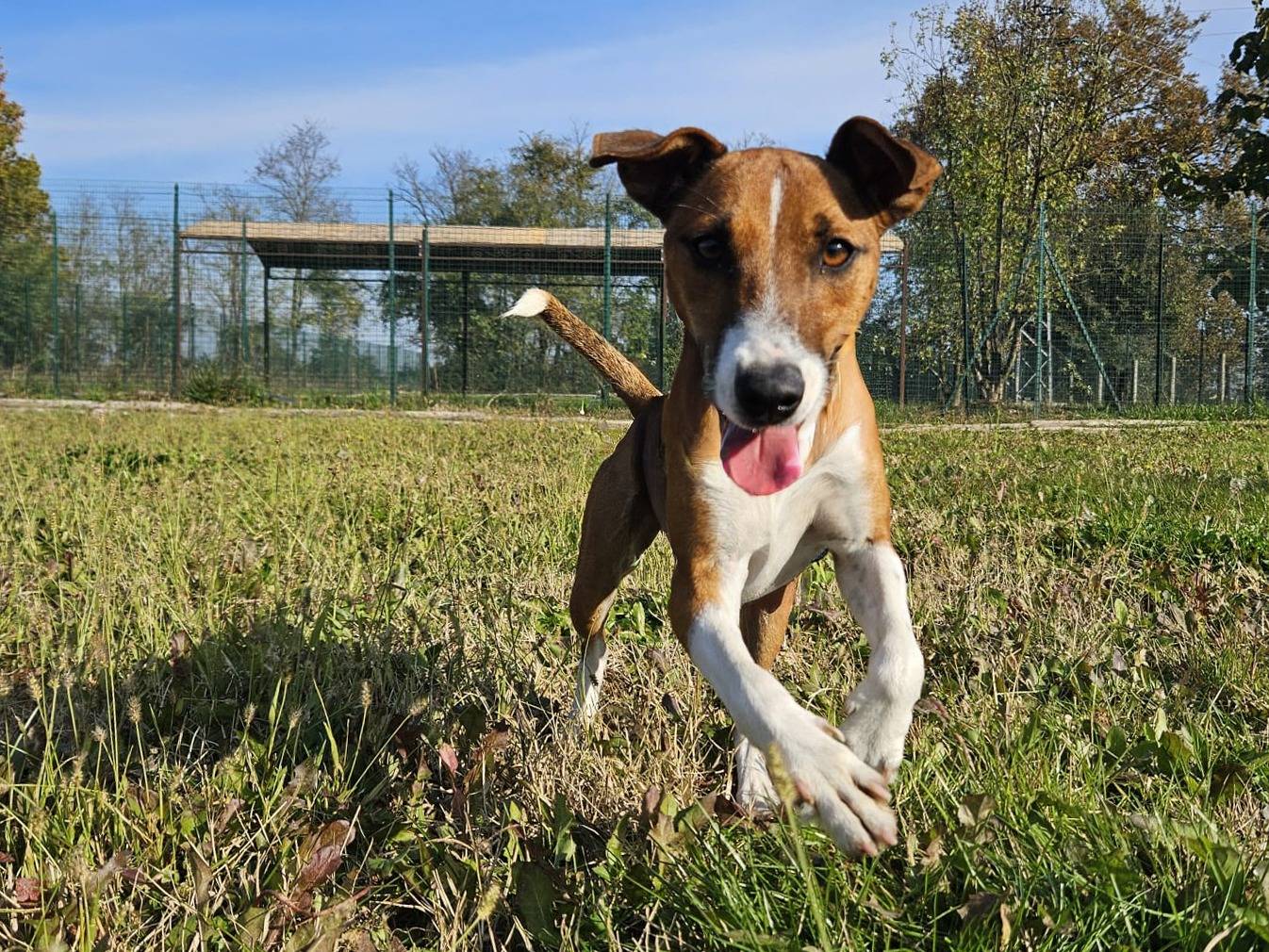Adozione cane, femmina, Fox Terrier a pelo liscio Razza sconosciuta, 11 mesi, taglia piccola, Pavia