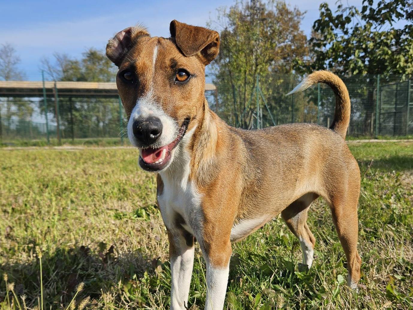 Adotta un cane, femmina, 11 mesi, Pavia