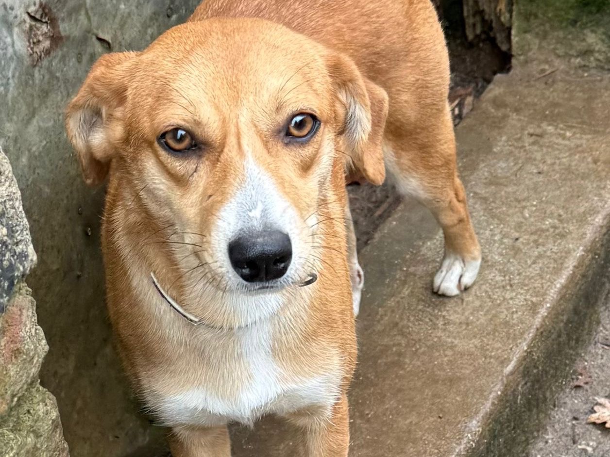 Adozione cane, femmina, Razza sconosciuta Razza sconosciuta, 1 anno e 1 mese, taglia piccola, Catanzaro