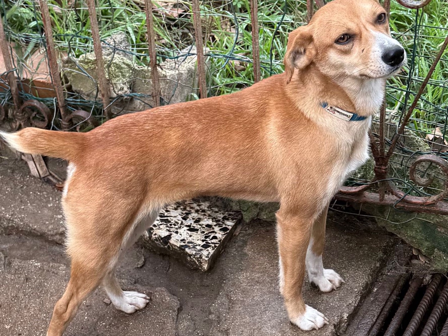 Adotta un cane, femmina, 1 anno e 1 mese, Catanzaro