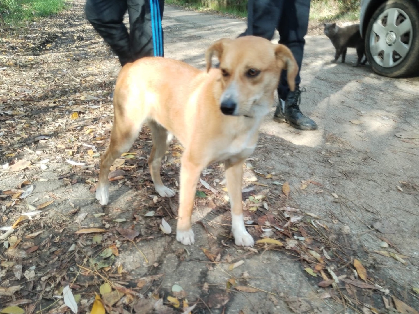 Adotta un cane, taglia piccola, femmina, Catanzaro