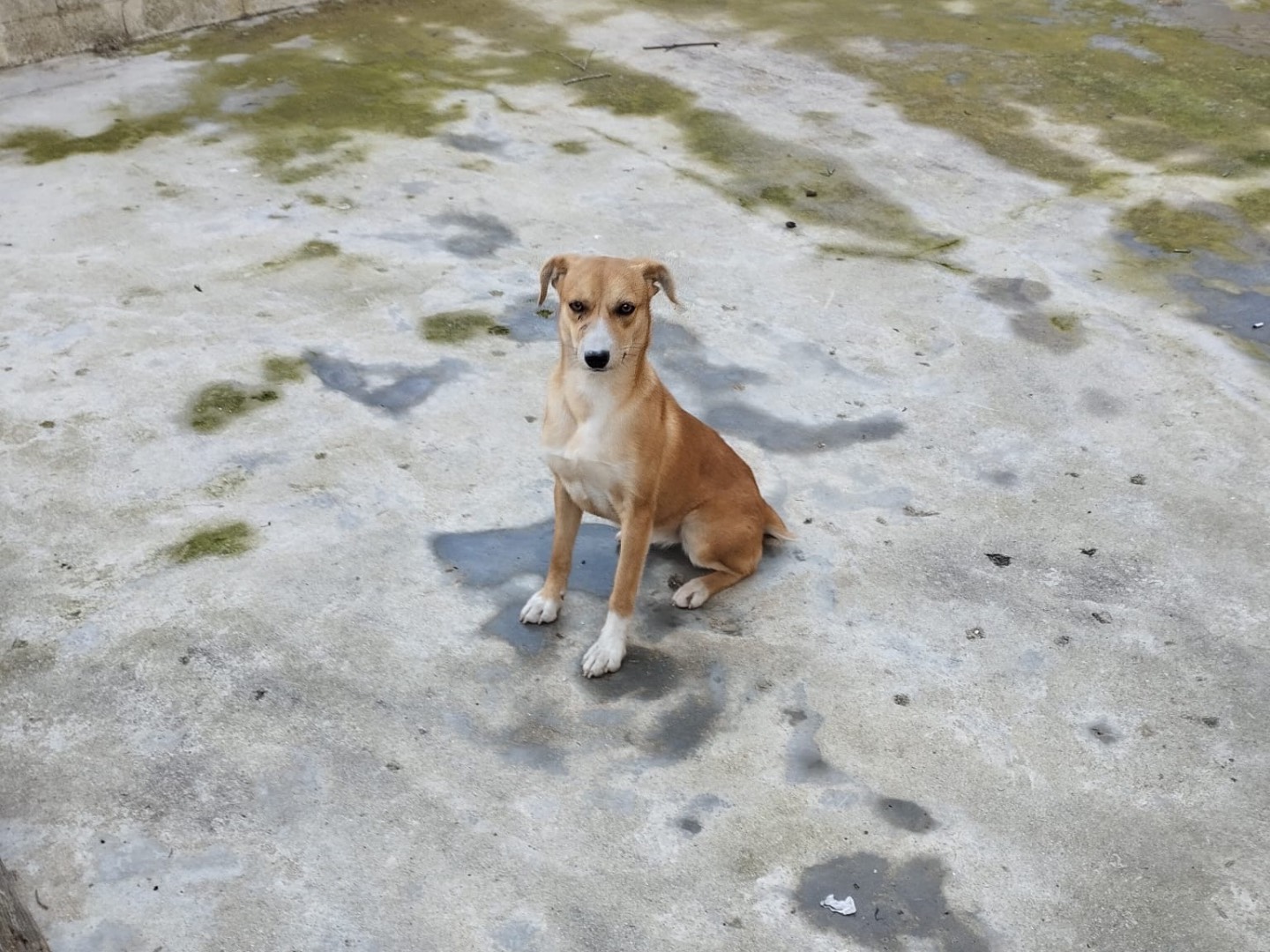 Adotta il cane Vita a Catanzaro