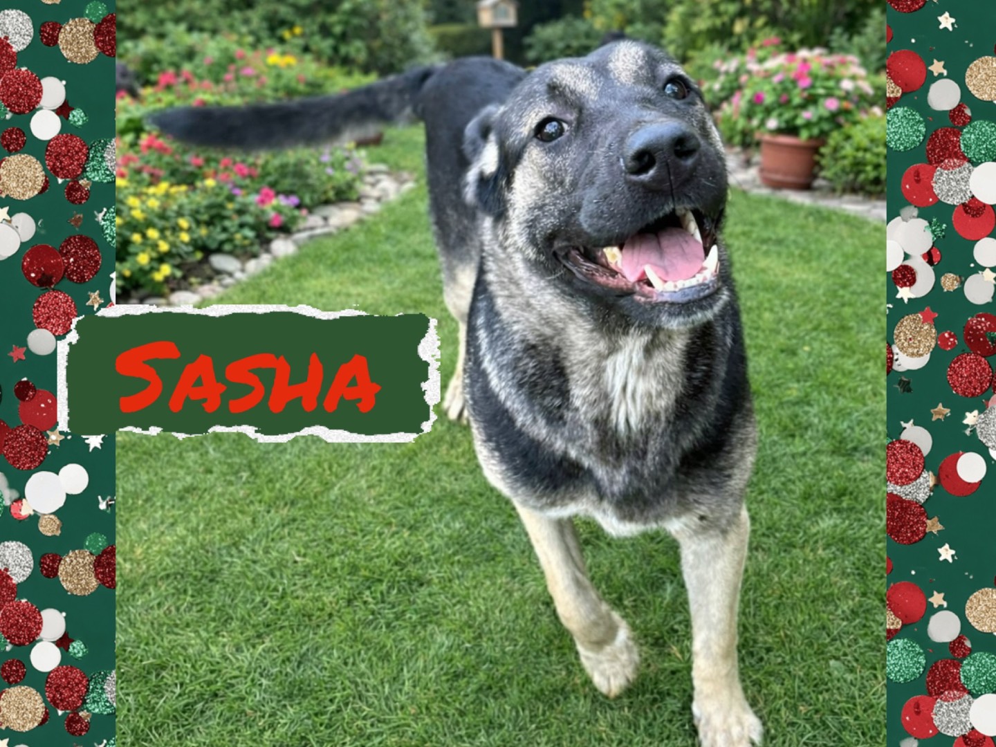 Adozione cane, femmina, Razza sconosciuta Razza sconosciuta, 1 anno e 1 mese, taglia grande, Catanzaro