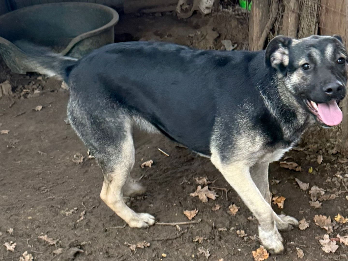 Adotta un cane, taglia grande, femmina, Catanzaro