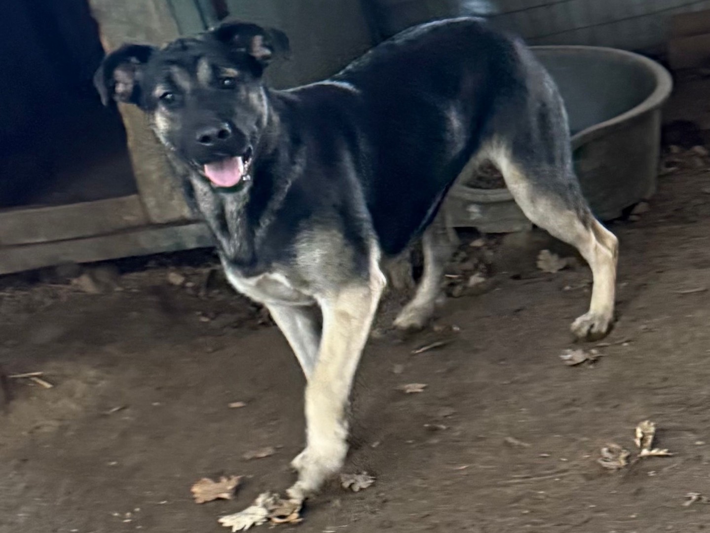Adotta il cane Sasha a Catanzaro
