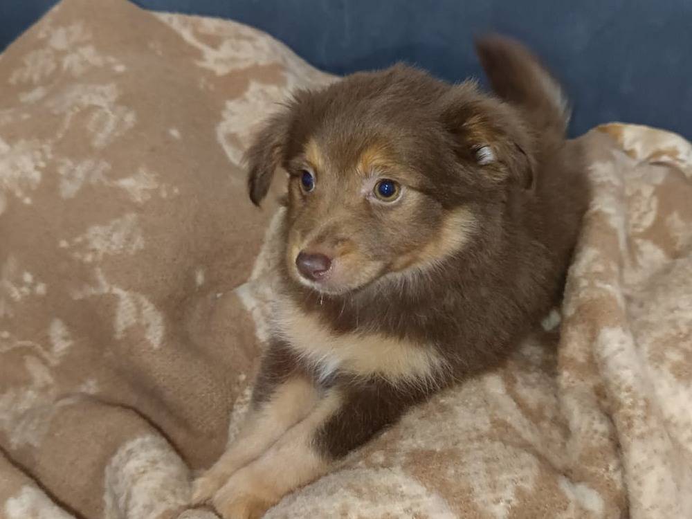 Adozione cane, femmina, Razza sconosciuta Razza sconosciuta, 4 mesi, taglia piccola, Bari