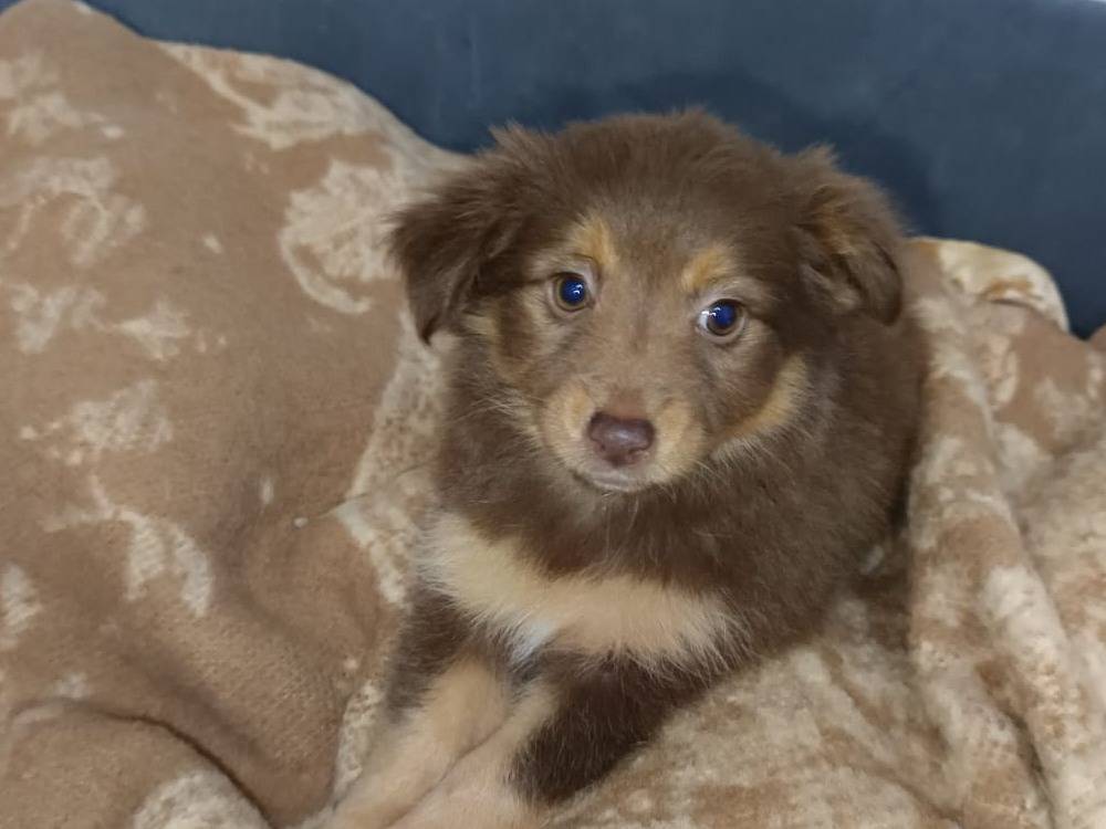 Adotta un cane, femmina, 4 mesi, Bari