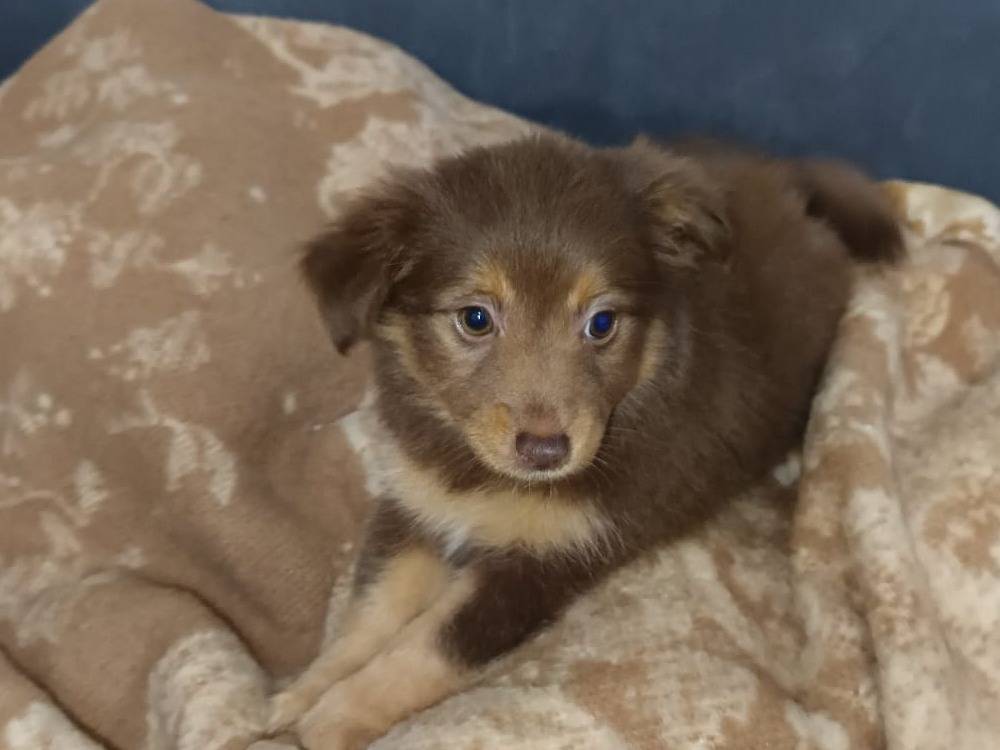 Adotta un cane, taglia piccola, femmina, Bari