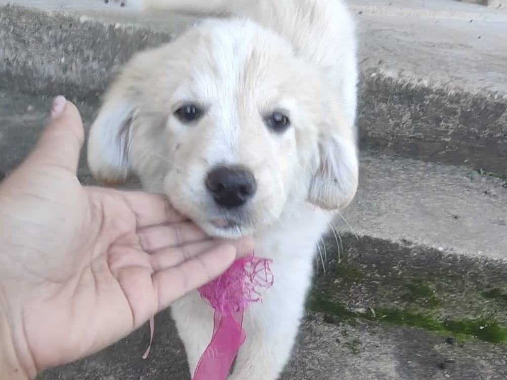 Adozione cane, femmina, Razza sconosciuta Razza sconosciuta, 3 mesi, taglia grande, Vibo