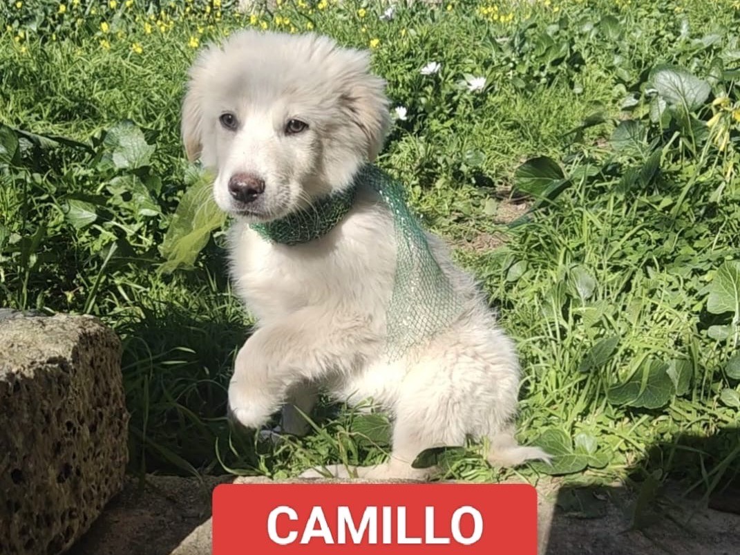 Adozione cane, maschio, Pastore maremmano Razza sconosciuta, 3 mesi, taglia grande, Vibo