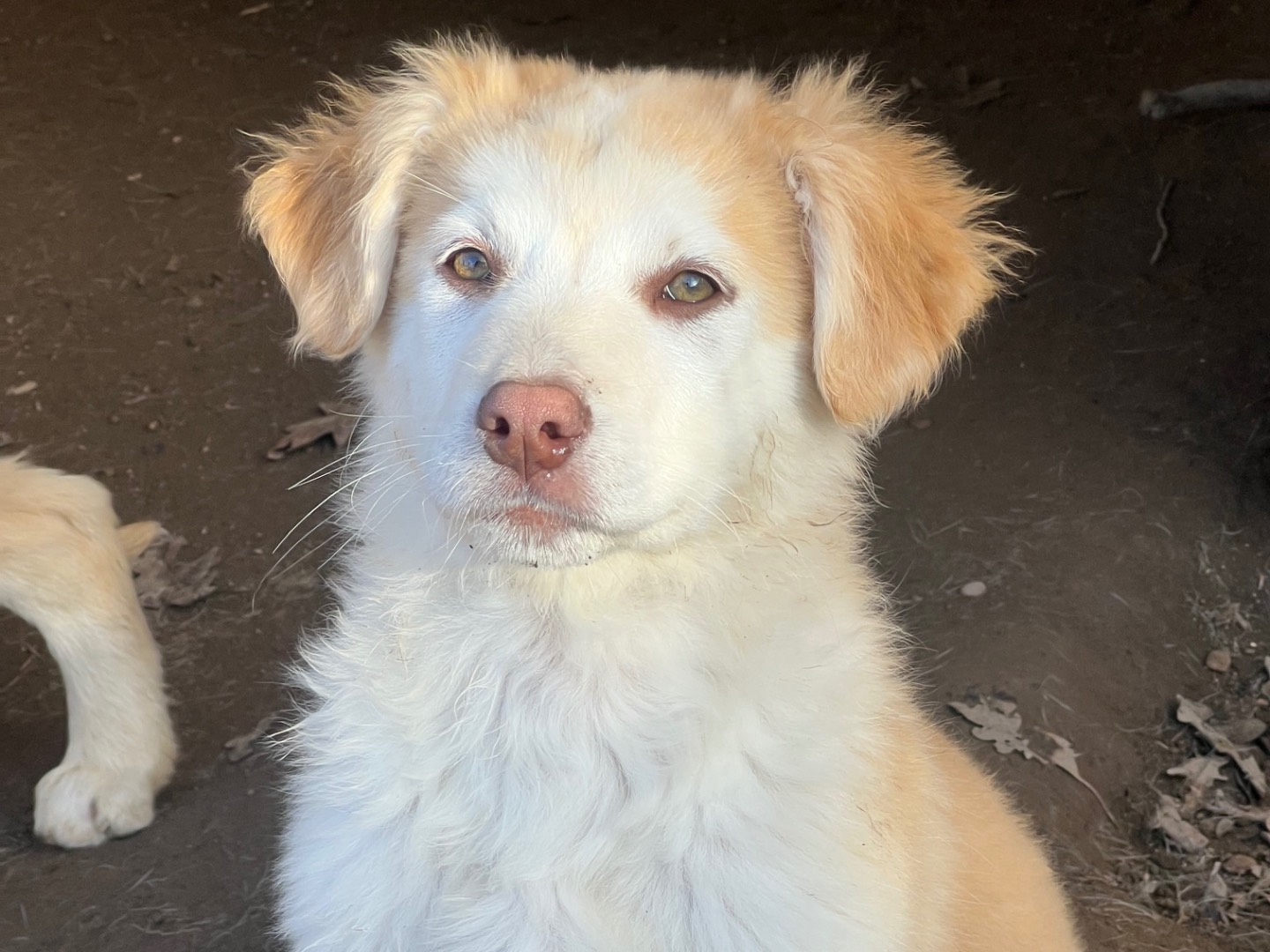 Adozione cane, maschio, Pastore maremmano Siberian Husky, 2 mesi, taglia grande, Roma