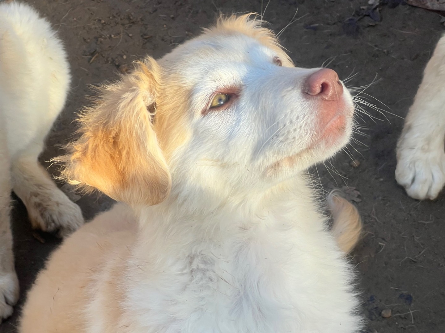 Adotta un cane, taglia grande, maschio, Roma