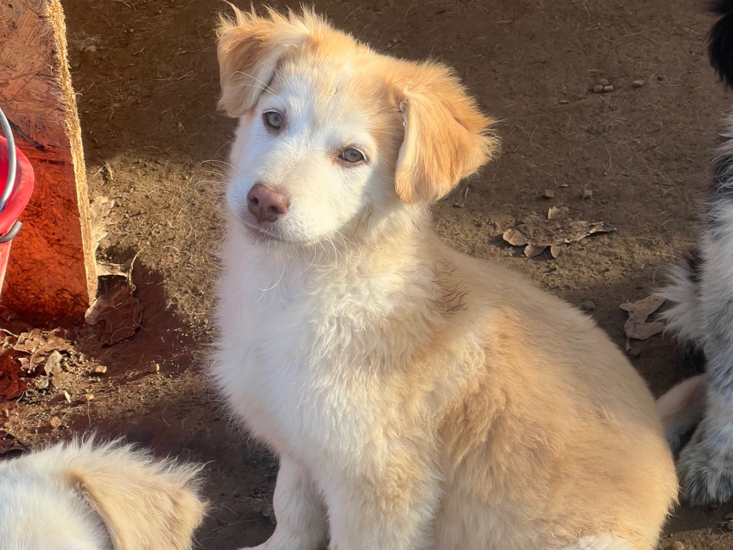 Vuoi adottare un cane a Roma?