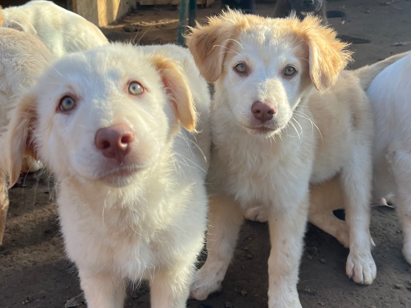 Adotta il cane Nuh a Roma
