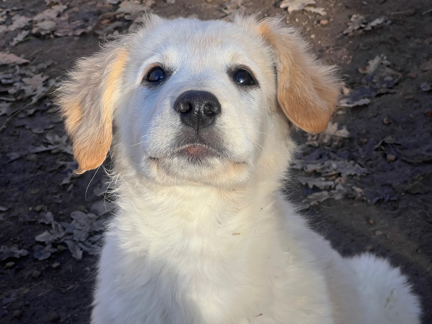 Adozione cane, maschio, Pastore maremmano Golden Retriever, 2 mesi, taglia grande, Roma