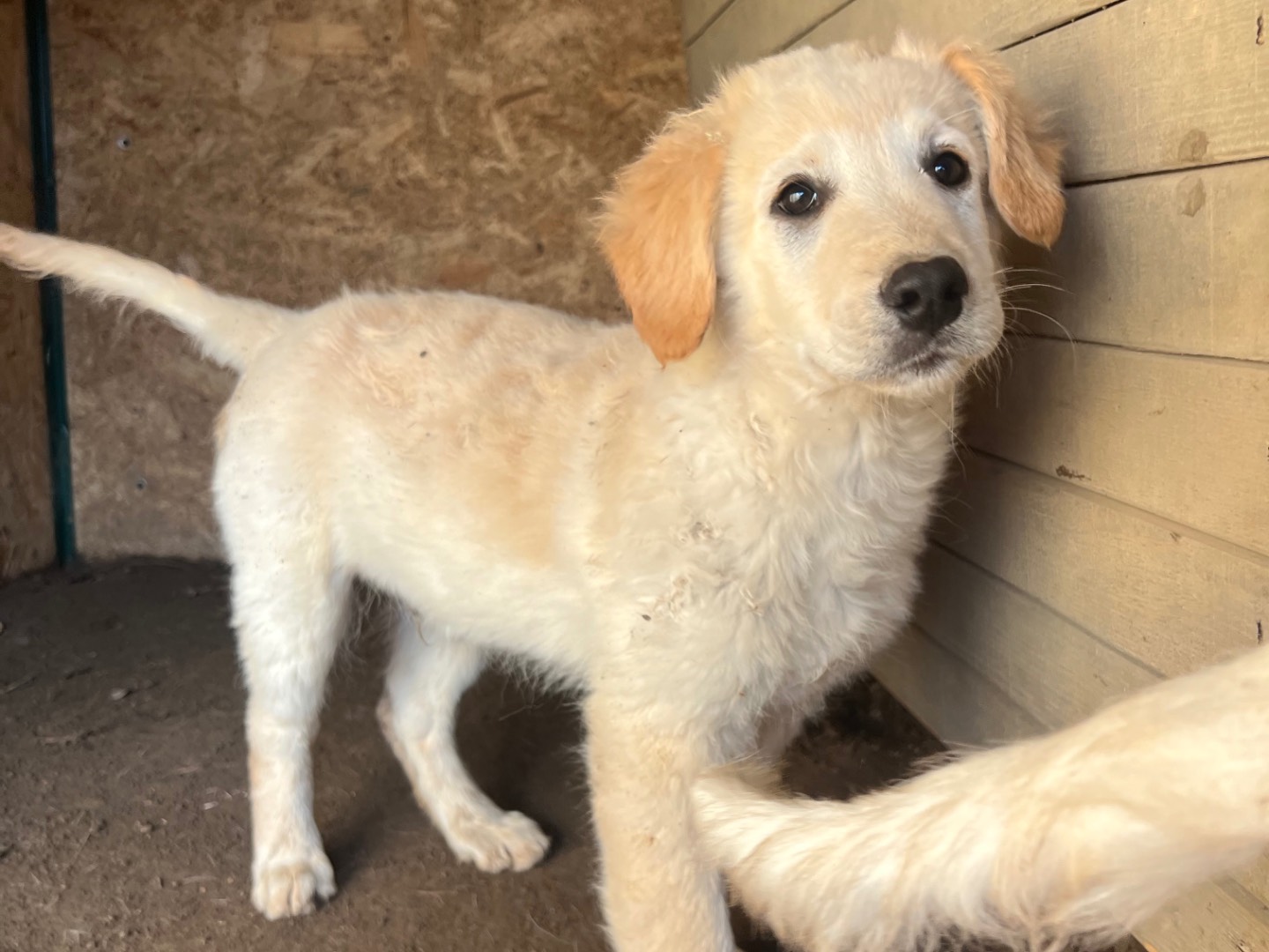 Adotta un cane, maschio, 2 mesi, Roma