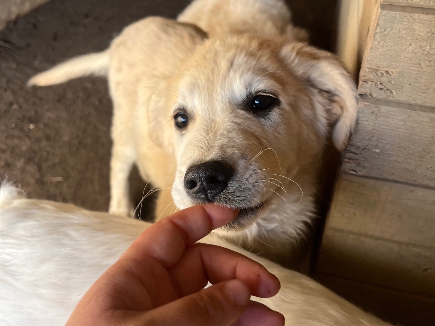 Adotta un cane, taglia grande, maschio, Roma