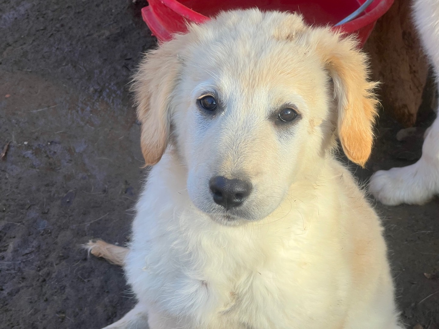 Adotta il cane Nanashi a Roma