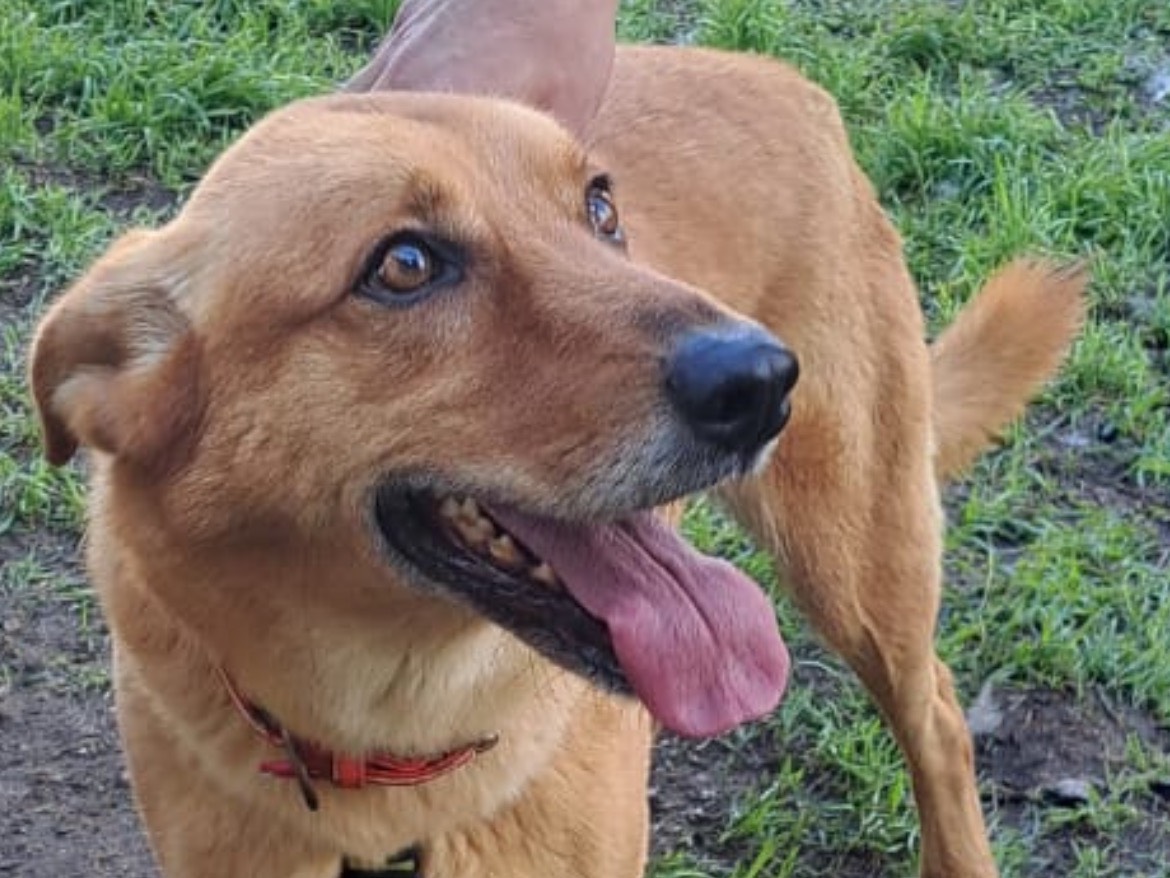 Adozione cane, maschio, Razza sconosciuta Razza sconosciuta, 4 anni e 3 mesi, taglia media, Caserta