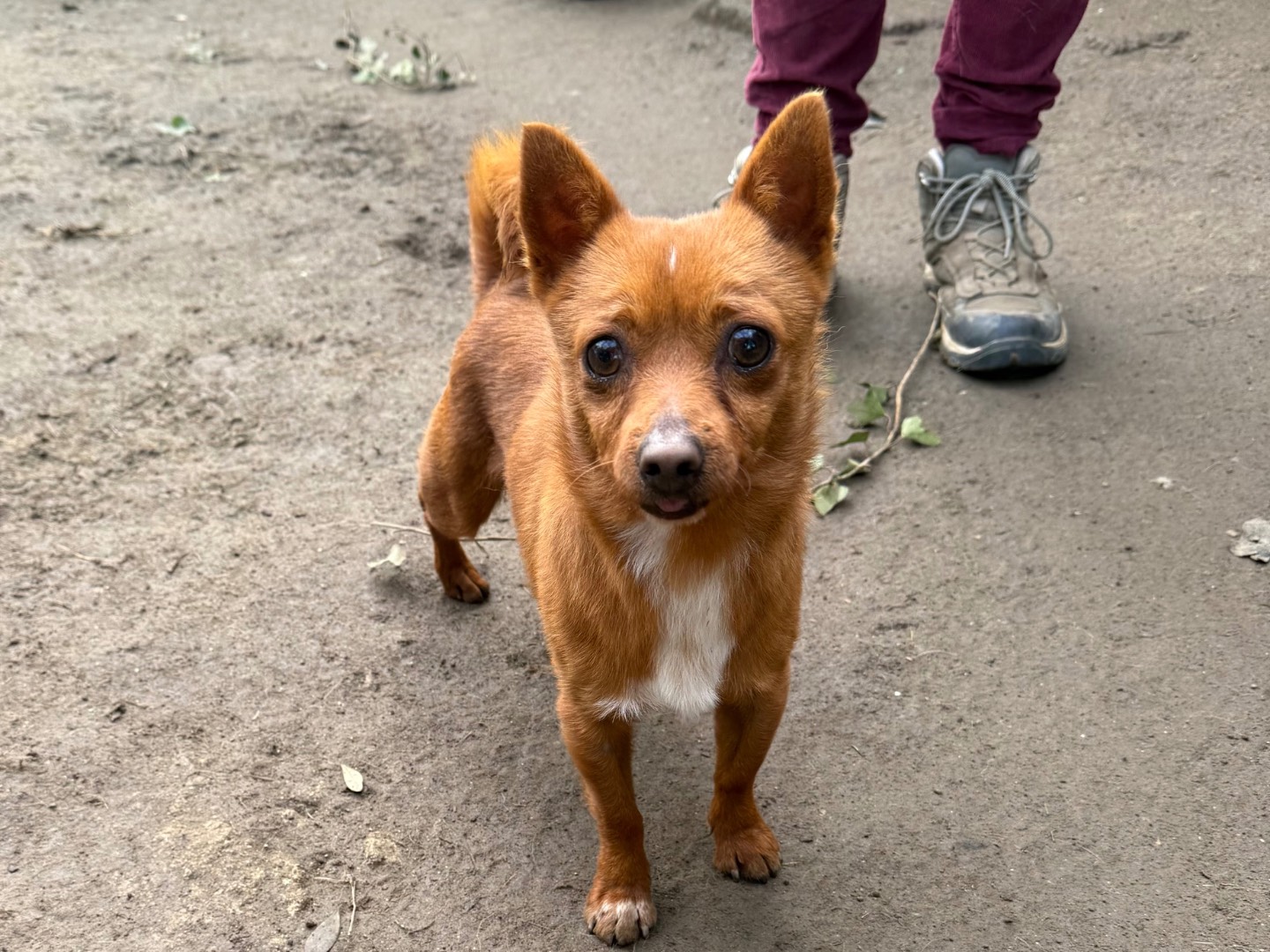 Adotta un cane, taglia piccola, maschio, Viterbo