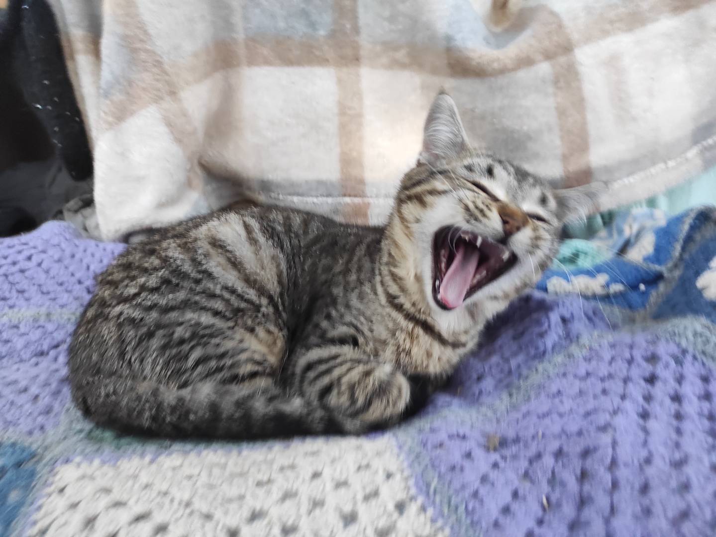 Adotta il gatto Tobia a Taranto