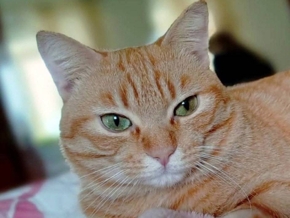 Adozione gatto, maschio, Razza sconosciuta Razza sconosciuta, 1 anno e 8 mesi, taglia non valida, Taranto