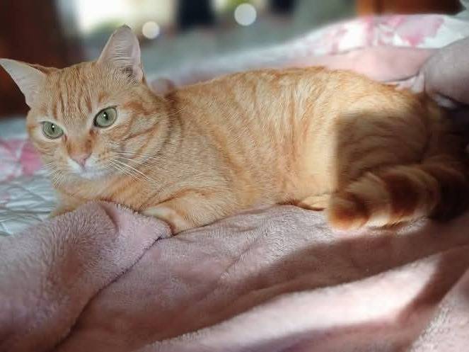 Vuoi adottare un gatto a Taranto?