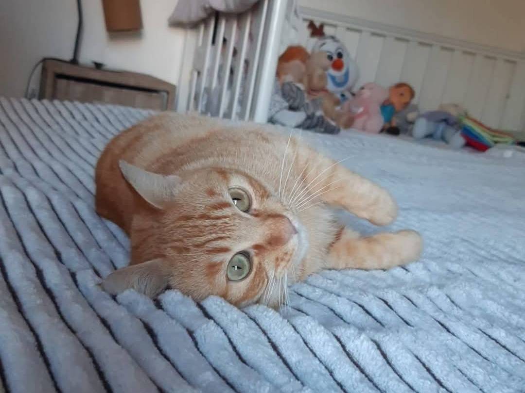 Adotta il gatto Zuzu a Taranto