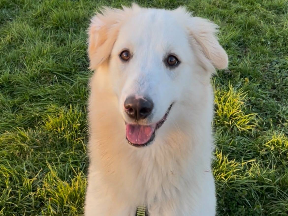 Adozione cane, femmina, Pastore maremmano Razza sconosciuta, 8 mesi, taglia media, Milano