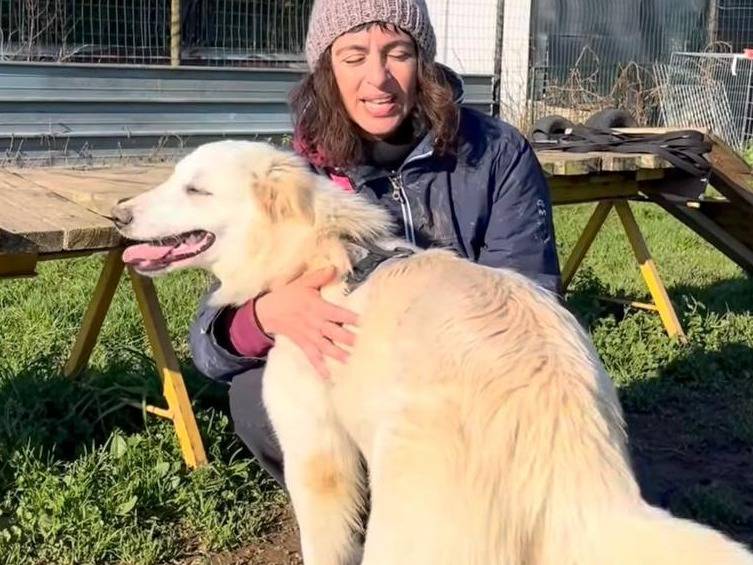 Adotta un cane, femmina, 8 mesi, Milano