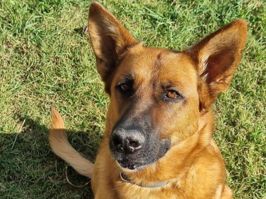 Adozione cane, femmina, Pastore tedesco Razza sconosciuta, 2 anni e 6 mesi, taglia media, Frosinone