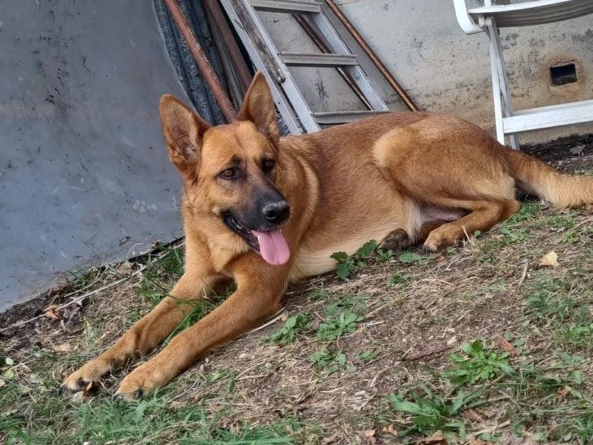 Adotta un cane, femmina, 2 anni e 6 mesi, Frosinone