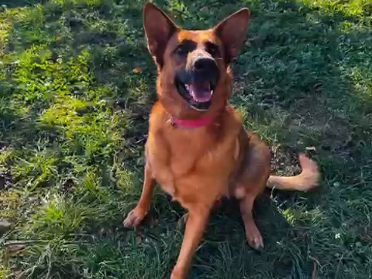 Vuoi adottare un cane a Frosinone?