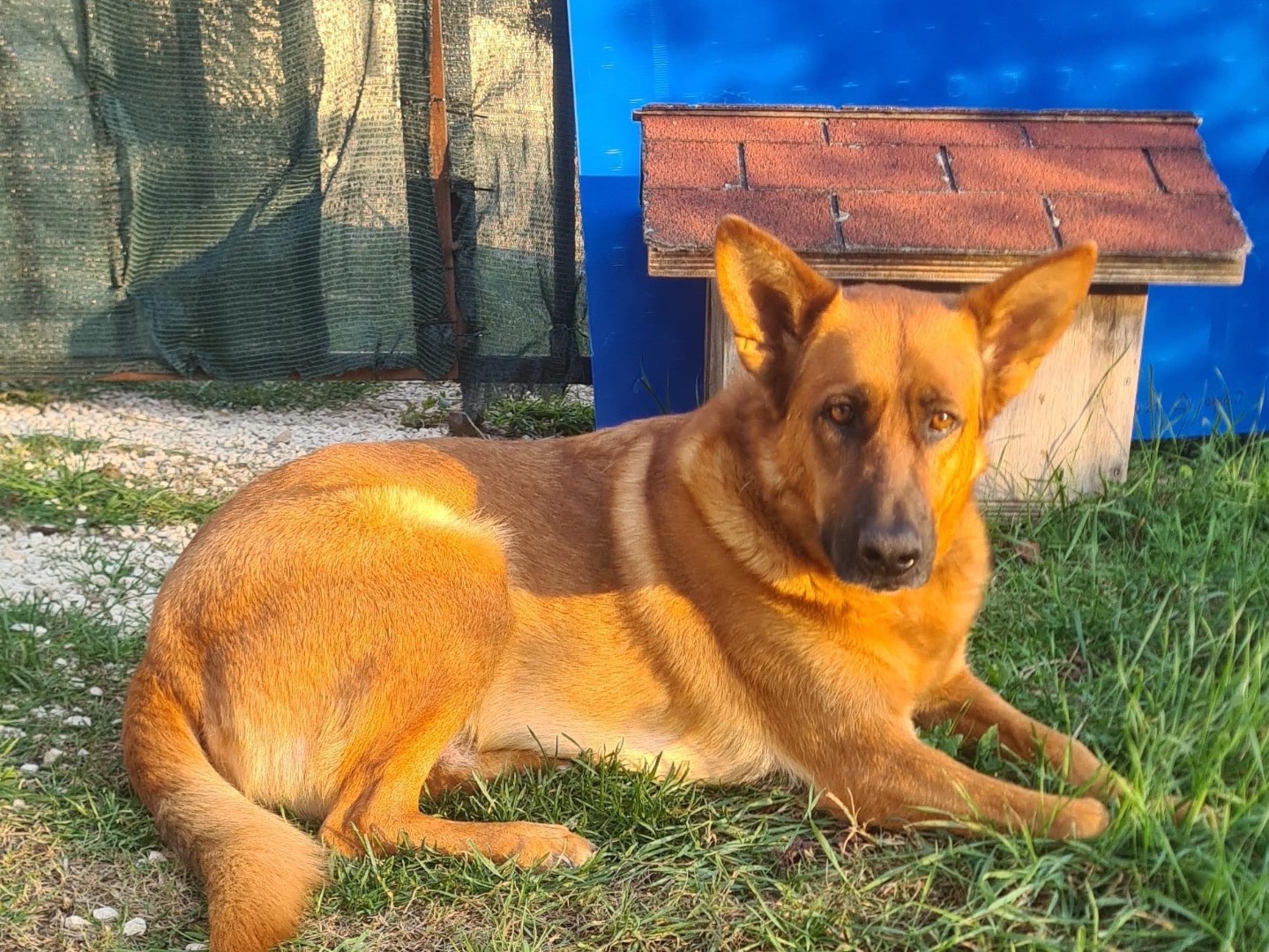 Adotta il cane Susy  a Frosinone