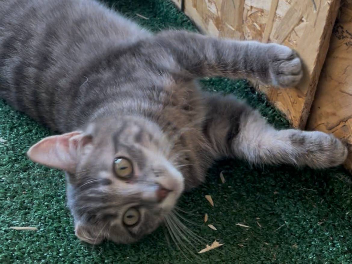 Adozione gatto, femmina, Razza sconosciuta Razza sconosciuta, 4 mesi, taglia non valida, Sud